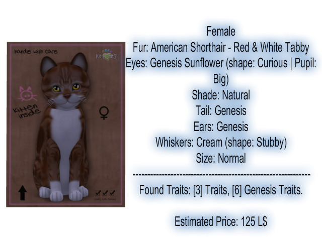 KittyCatS Box - New Born Kitten