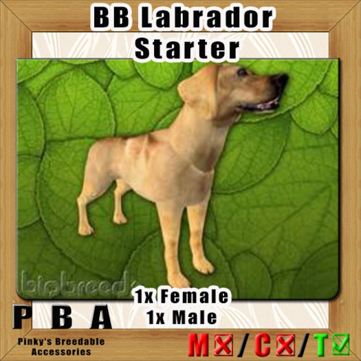 PBA  - BB Labrador Starter  Box