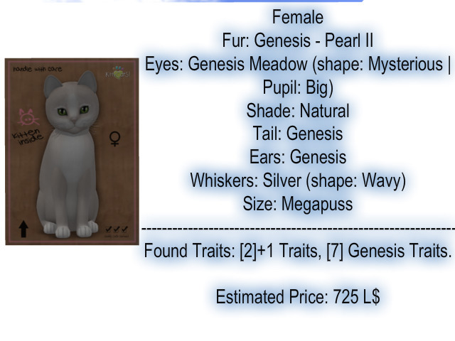 KittyCatS Box - New Born Kitten