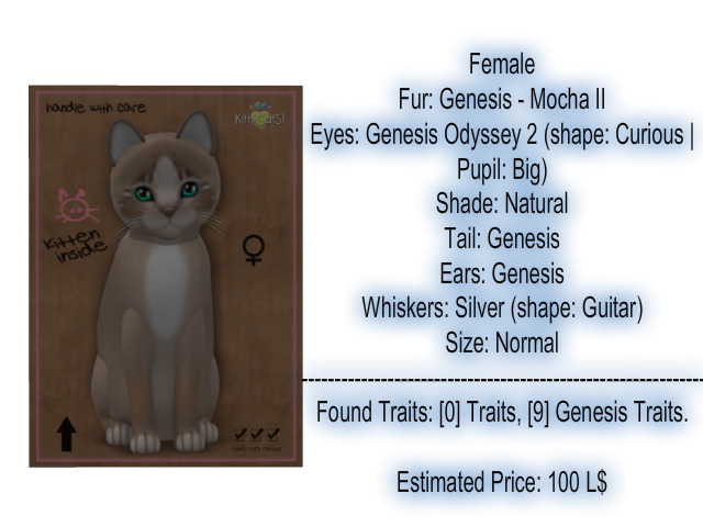 KittyCatS Box - New Born Kitten 2