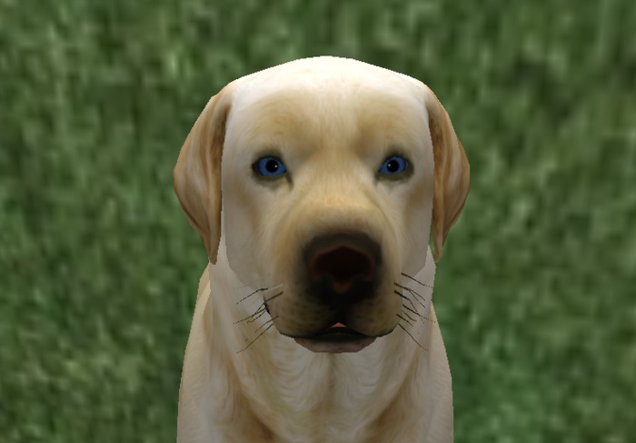 blue lab retriever