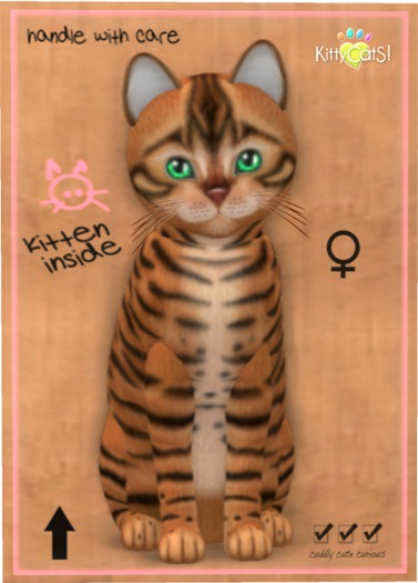 KittyCatS Box - Toyger - Caramel