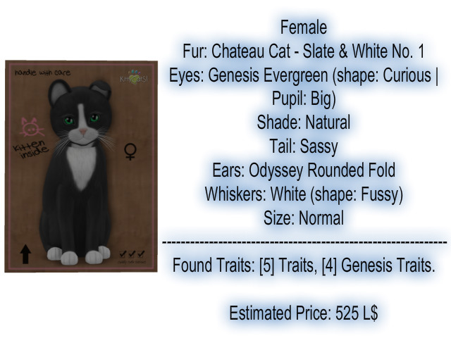 KittyCatS Box - New Born Kitten 3