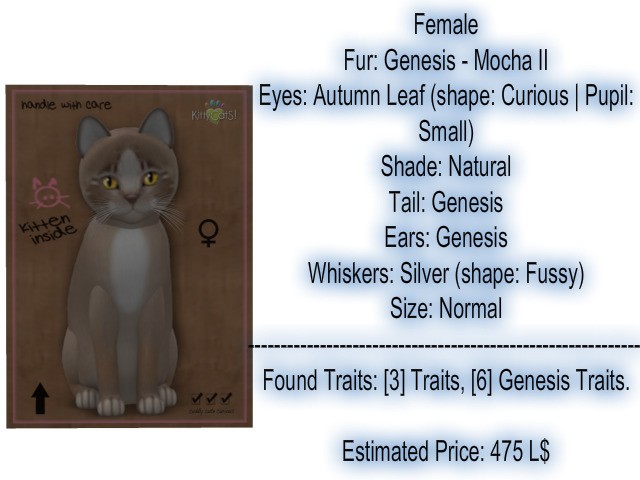 KittyCatS Box - New Born Kitten 12