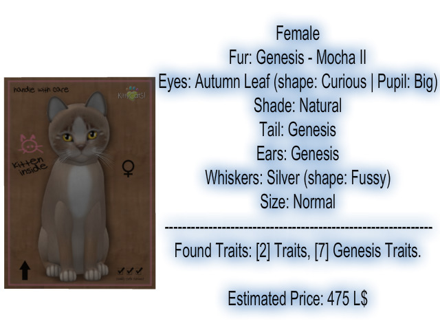 KittyCatS Box - New Born Kitten 6