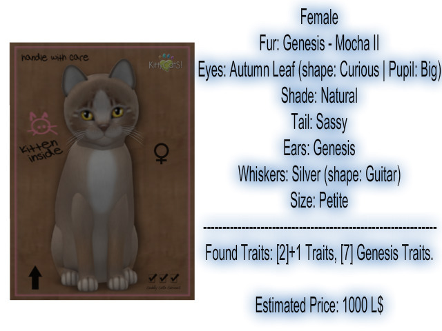 KittyCatS Box - New Born Kitten 18