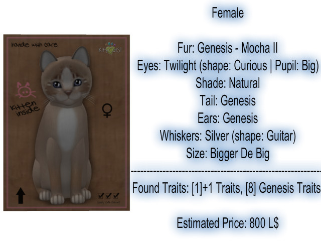 KittyCatS Box - New Born Kitten 14