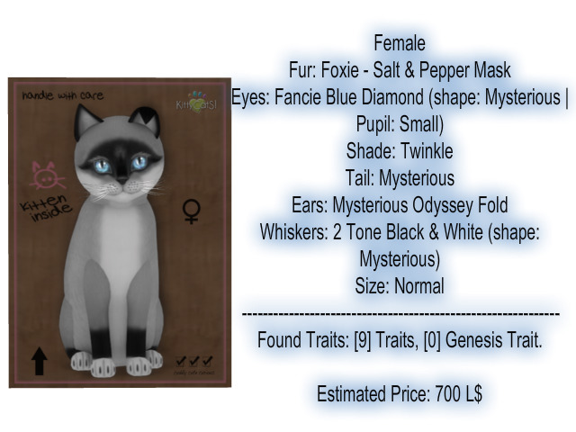 KittyCatS Box - New Born Kitten 17