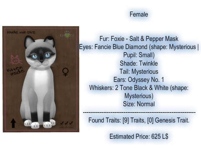 KittyCatS Box - New Born Kitten 11