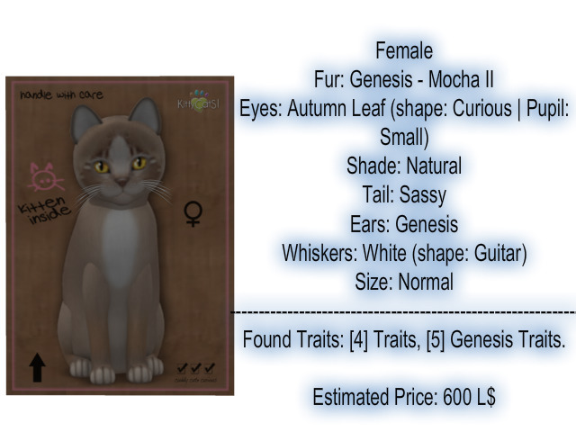 KittyCatS Box - New Born Kitten-Female