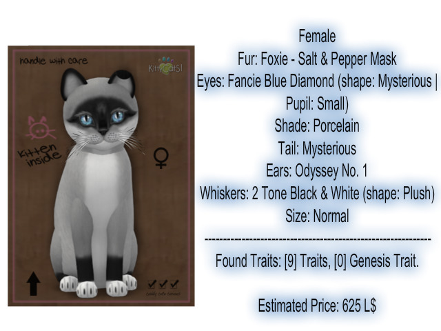 KittyCatS Box - New Born Kitten 16