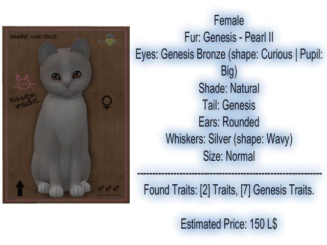 KittyCatS Box - New Born Kitten