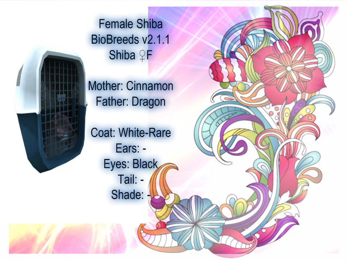 BB Shiba Box