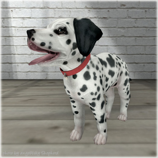 JIAN Dashing Dalmatians 9. Wander Pup Medium Box