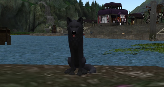 P&C TWI Mod Sweddish Lapphund