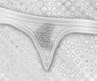 *Fashion Style* Pantie Famous