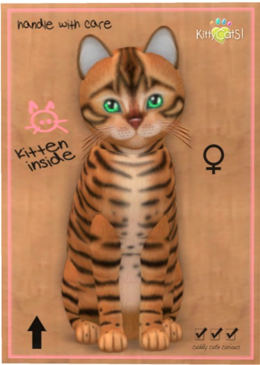 KittyCatS Box - Toyger - Caramel