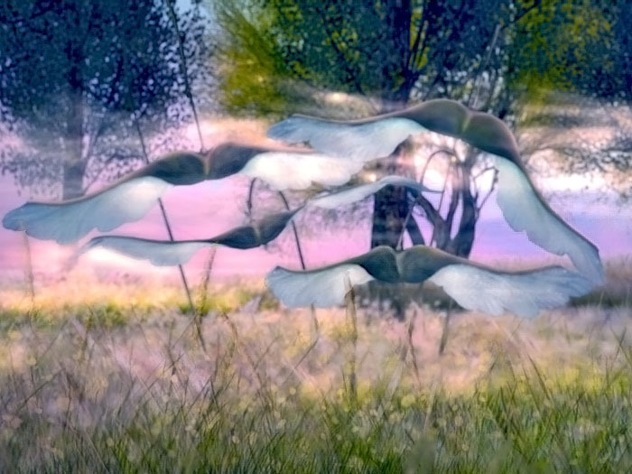 17){anc} forget. wing leaf [gray]