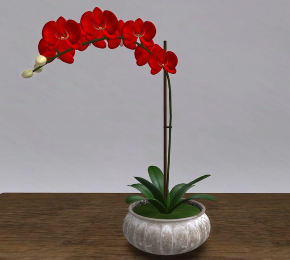 Orchid Arrangement v2 Red