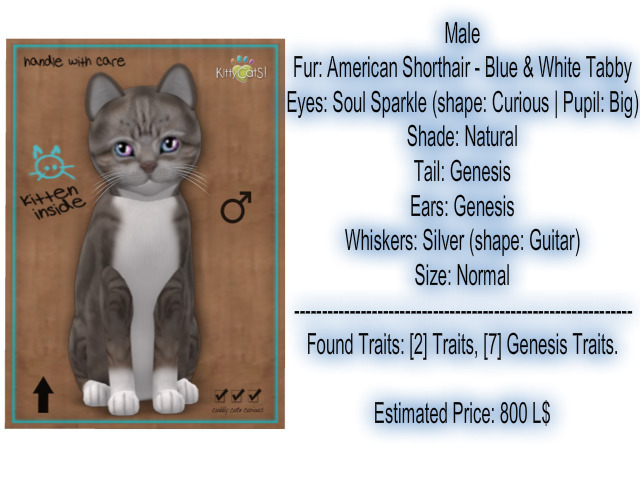 KittyCatS Box - New Born Kitten-Male