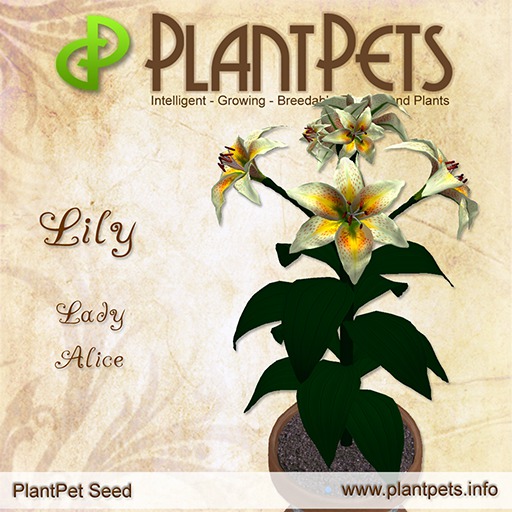 PlantPet Seed [Lily *Lady Alice*]  RARE