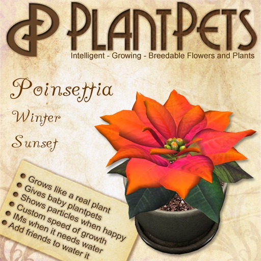 PlantPet Seed [Poinsettia *Winter Sunset*]