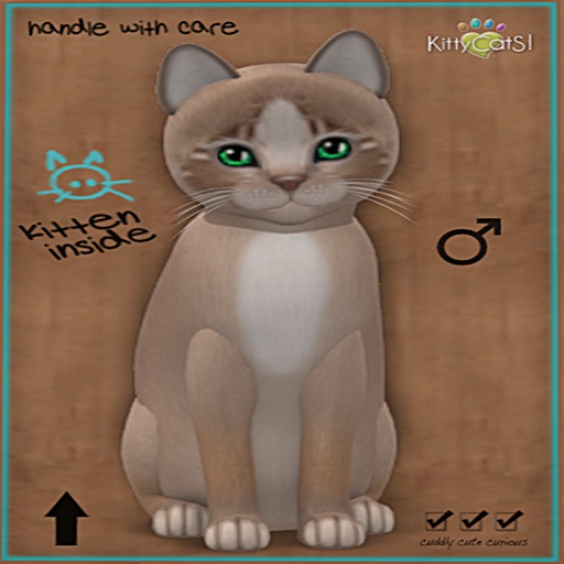 KittyCatS Box -Mocha II-TOY-Male