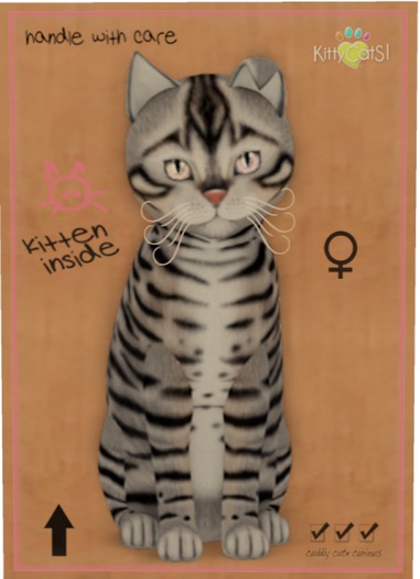KittyCatS Box - Toyger - Silver