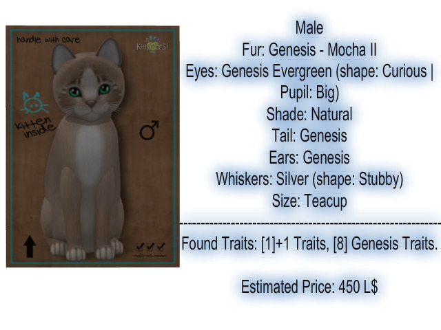 KittyCatS Box - New Born Kitten-Male