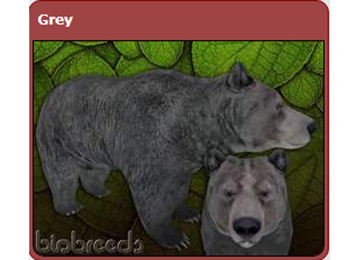 BB Bear Box: Grey Female