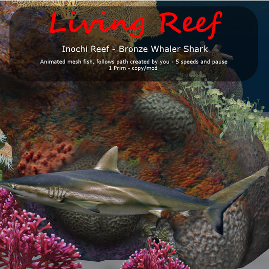 Inochi Reef - Bronze Whaler Shark - Boxed
