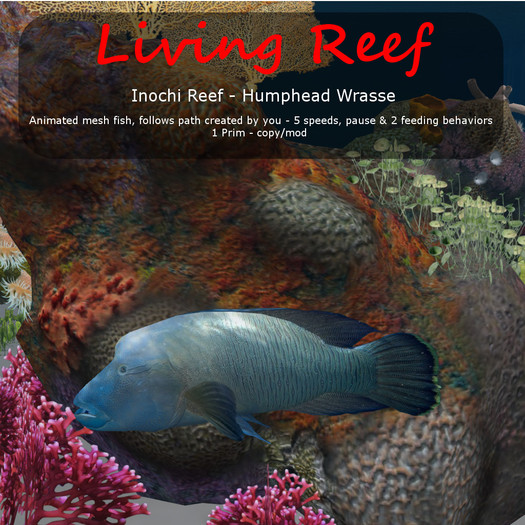 Inochi Reef : Mesh Fish - Humphead Wrasse