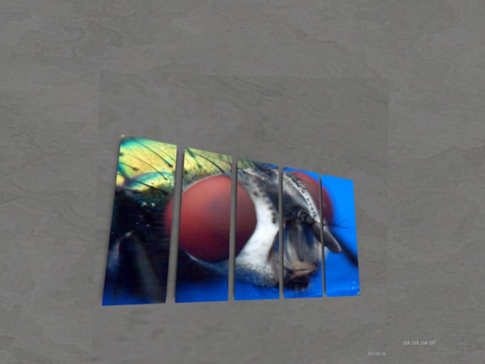 NN Designs  A Fly's life (Broken Canvas / Boxed)