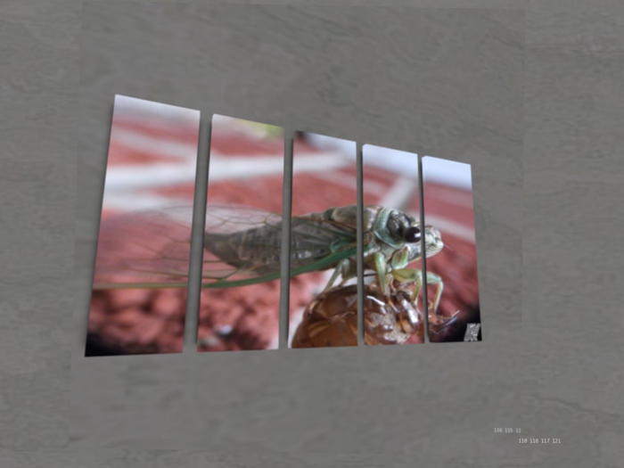 NN Designs Cicada (Broken Canvas / Boxed)