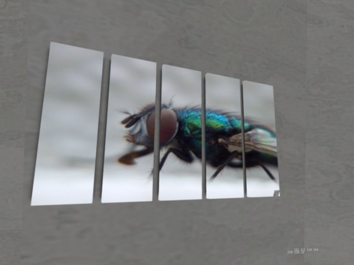 NN Designs  Iridescent fly (Broken Canvas / Boxed)