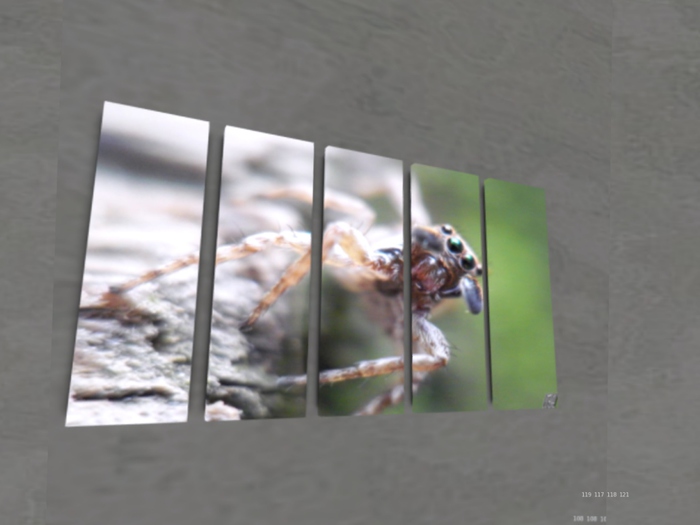 NN Designs  Jumping spider (Broken Canvas / Boxed)