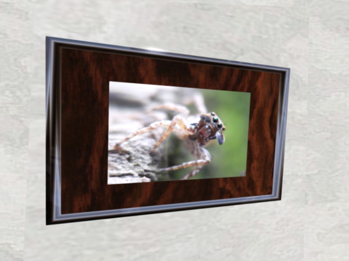 NN Designs  Jumping spider (framed / boxed)