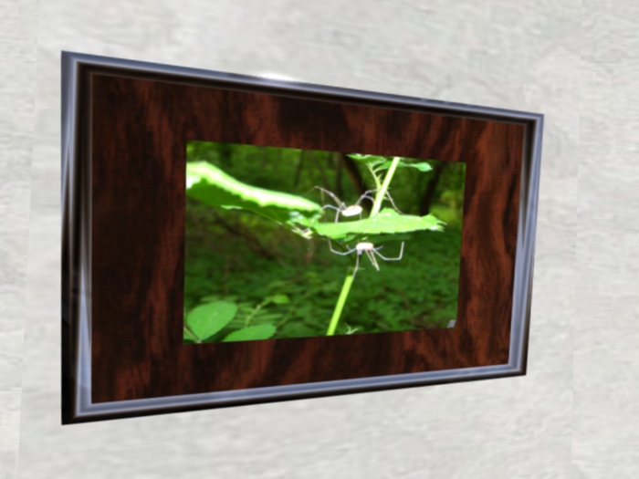 NN Designs Natures duality (framed / boxed)
