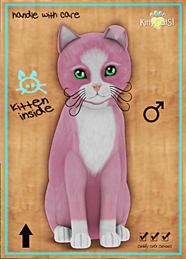 KittyCatS Box - New Born Kitten