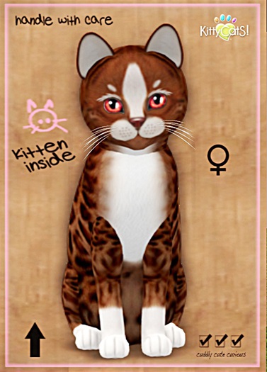 KittyCatS Box - ♀  Ginger II