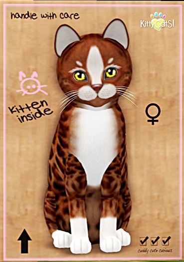 KittyCatS Box - Genesis - Ginger II