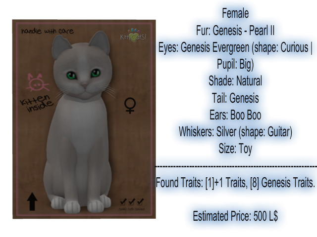 KittyCatS Box - New Born Kitten-Female