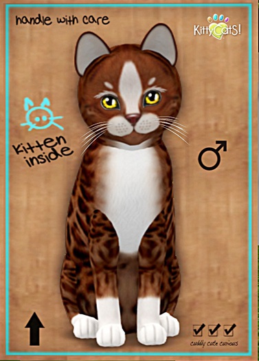 KittyCatS Box - New Born Kitten