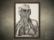  UPPER TORSO Antique Anatomical Print | Brown Beaded Frame 