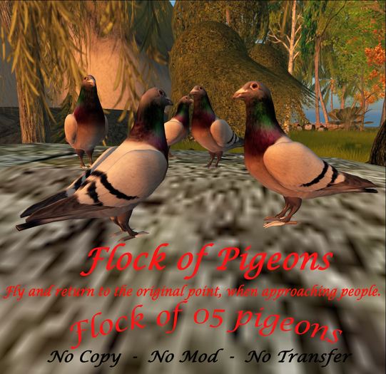 Pigeon / Dove Flock Boxed