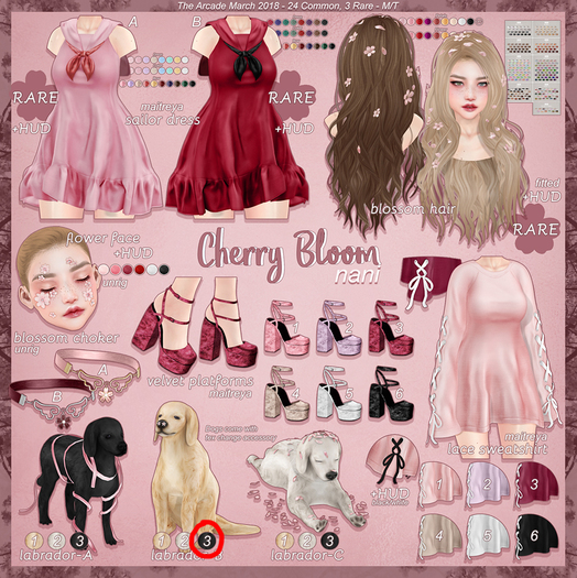 nani - cherry bloom - labrador B-3