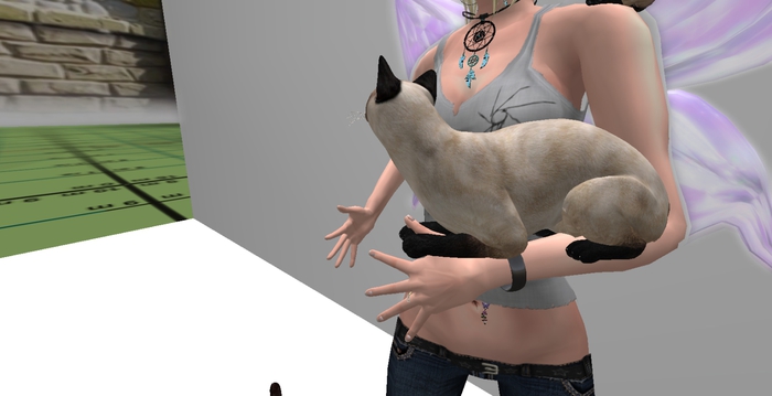 .:GBH:. petite cuddle mesh siamese cat