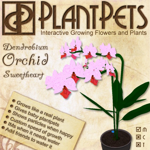 PlantPet Seed [Dendrobium Orchid *Sweetheart*] limited
