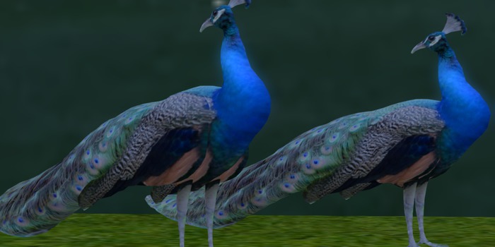 Unity Empire Peacocks