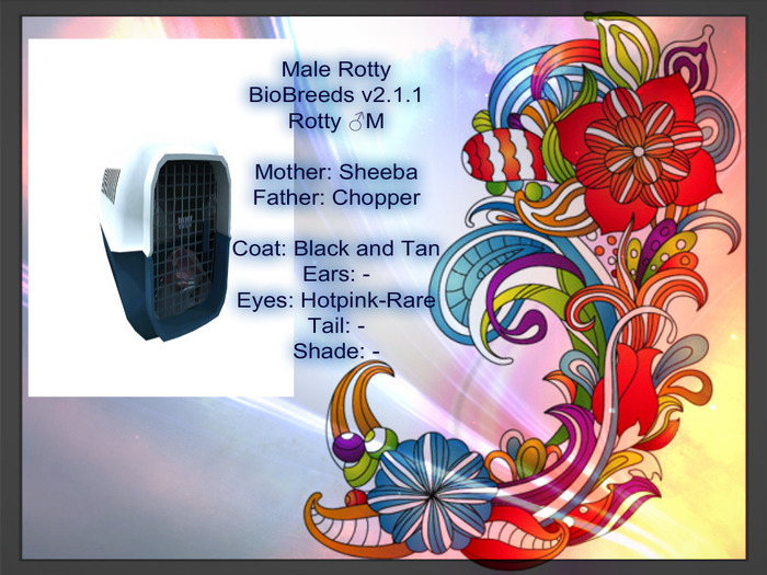 BB Rotty Box-Male